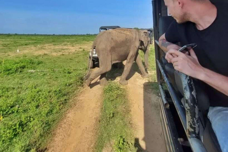 From Colombo: Dambulla, Sigiriya, and Jeep Safari Day Trip