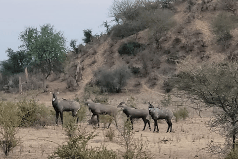 Tour a pie de medio día por el desierto de Jodhpur, Rajastán, con Sumer