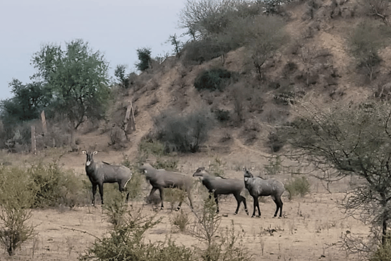 Halfdaagse woestijn wandeltour in Jodhpur Rajasthan met Sumer