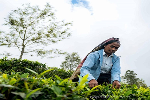 Ella : visite du Lipton&#039;s Seat, d&#039;une fabrique de thé et du bungalow d&#039;AdishamElla : siège de Lipton, usine de thé et bungalow Adisham