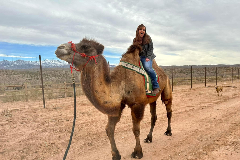 Las Vegas: Desert Camel Ride