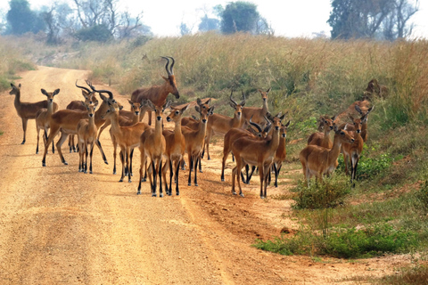 Från Kigali: 2-dagars safari med båt i Akagera nationalpark