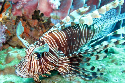 From Phi Phi: Island Hopping & Snorkeling Longtail Boat Tour Half Day Morning Tour