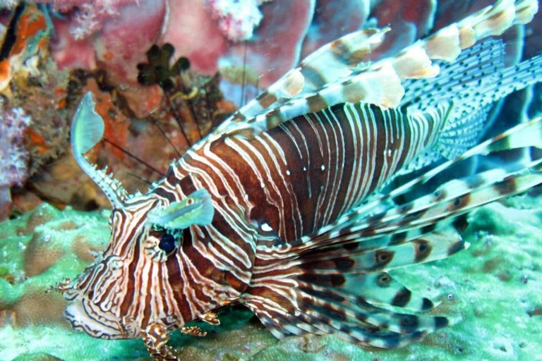 From Phi Phi: Island Hopping & Snorkeling Longtail Boat Tour Half Day Morning Tour