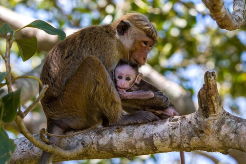 Wilpattu National Park Private Safari with Pickup & Drop Pick up & drop off Colombo City Area