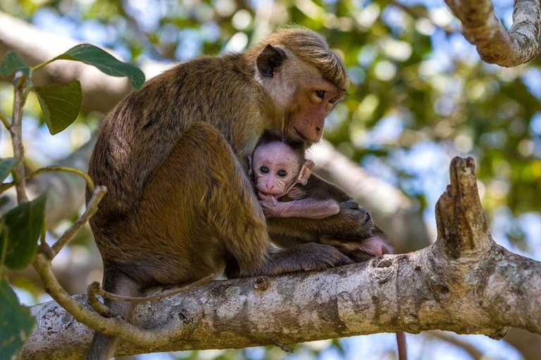 Wilpattu National Park Private Safari with Pickup & Drop Pick up & drop off Colombo City Area