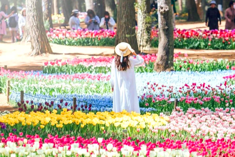 Tokyo & Ibaraki Tour: Hitachi Seaside Park & Adachi Wisteria