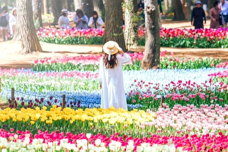 Tokyo & Ibaraki Tour: Hitachi Seaside Park & Adachi Wisteria