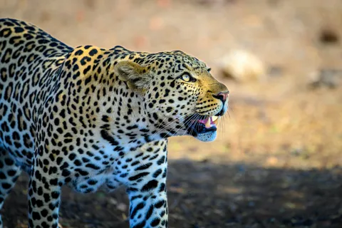 Yala National Park Safari Tour from Hambantota Port