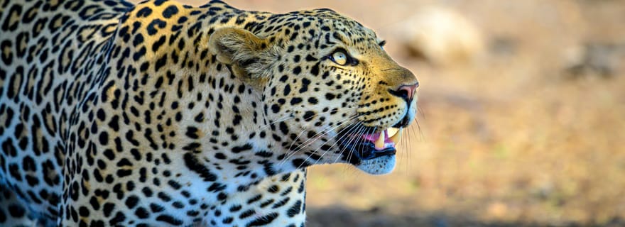 Safari dans le parc national de Yala depuis le port de Hambantota