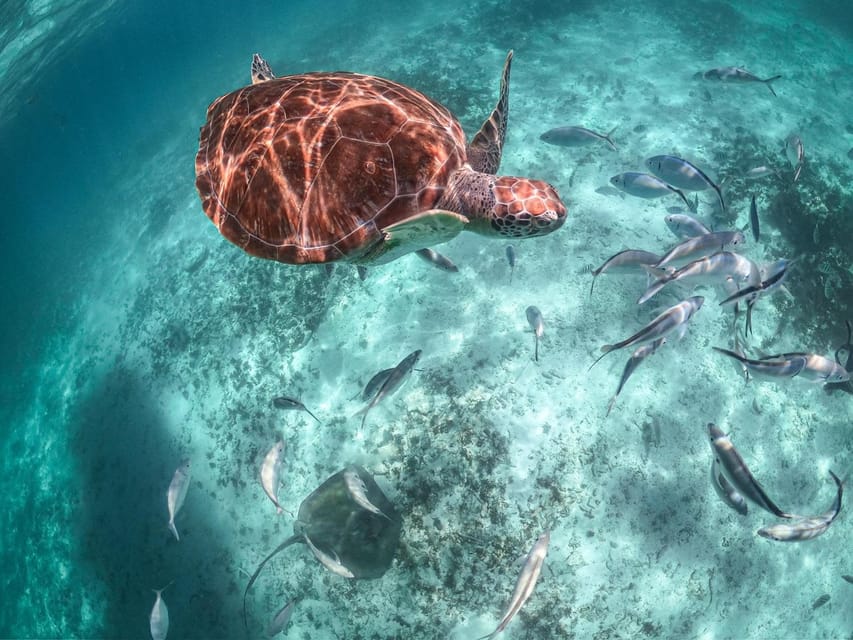 Riviera Maya Turtles Encounter Akumal Bay Half a Day Tour GetYourGuide
