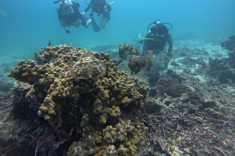 Muscat : Les îles Daymaniat s&#039;essaient à la plongée sous-marine