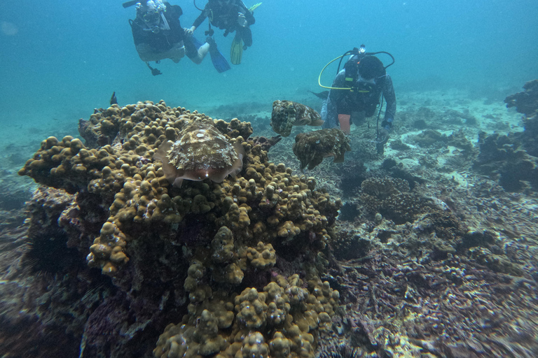 Muscat : Les îles Daymaniat s&#039;essaient à la plongée sous-marine