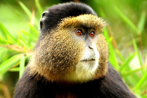 From Kampala: 2-Day Golden Monkey Trek in Mgahinga NP