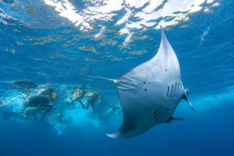 From Nusa Lembongan: Manta Ray 3 Spots Snorkeling Tour