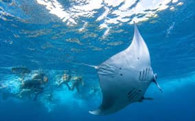  - Canarie.it