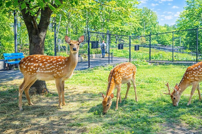 Hokkaido Asahiyama Zoo & Blue Pond Tour & Ningle Terrace 8:00 am meet at Odori Park subway station exit 31