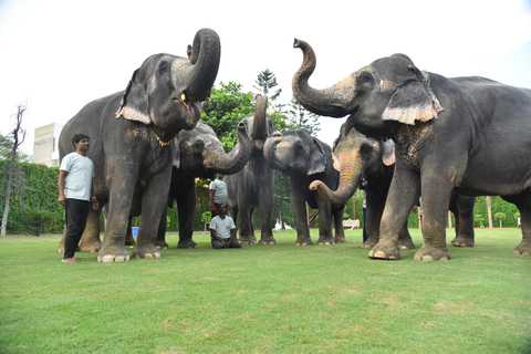 &quot;Jaipur Elephant Experience: Bond, Connect, and Learn&quot;