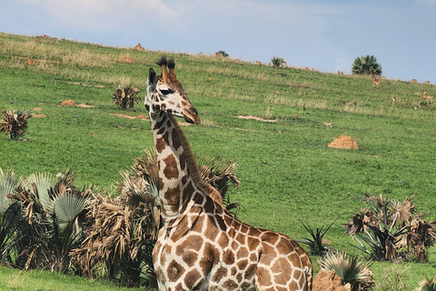 坎帕拉：穆西西瀑布Safari之旅，含尼罗河游船及犀牛观赏坎帕拉：穆希逊瀑布Safari之旅，含尼罗河游轮及犀牛观赏