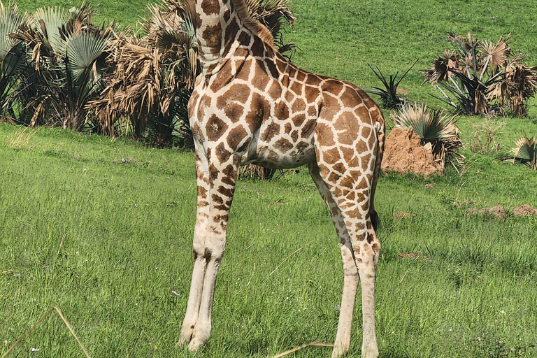 坎帕拉：穆西西瀑布Safari之旅，含尼罗河游船及犀牛观赏坎帕拉：穆希逊瀑布Safari之旅，含尼罗河游轮及犀牛观赏