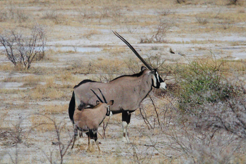 Windhoek: 3-Day Guided Safari in Etosha with Lodge