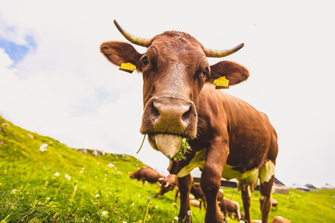 Kamnik and Velika planina: Private Trip from Ljubljana