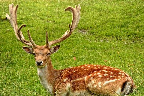 From Jaipur: Sariska National Park Day Tour with Jeep Safari