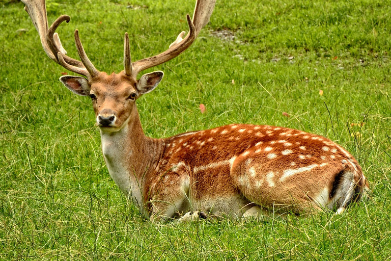 From Jaipur: Sariska National Park Day Tour with Jeep Safari