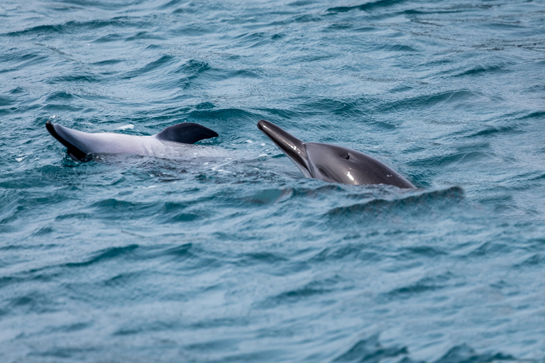 Benalmádena: Tour en barco para avistar delfinesBenalmádena: tour en barco para avistar delfines