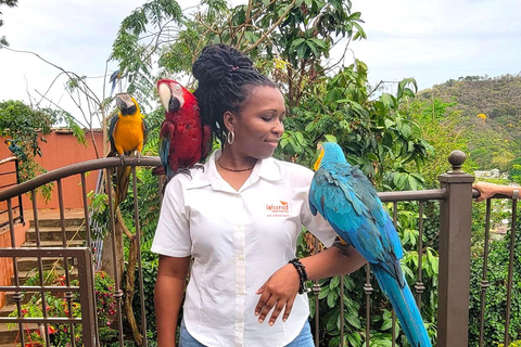 Trinidad: Macaw Bird Sanctuary, Lookout & Savannah Tour