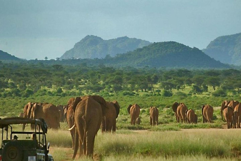 Safari de 4 días por el Parque Nacional de Aberdares y Samburu