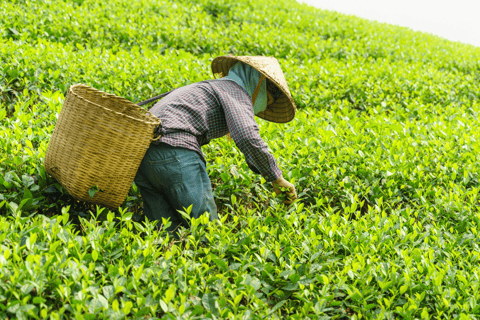 Chiang Mai: Tour delle piantagioni di tè di Chiang Rai e Doi Mae Salong