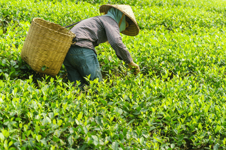 Chiang Mai: Tour delle piantagioni di tè di Chiang Rai e Doi Mae Salong