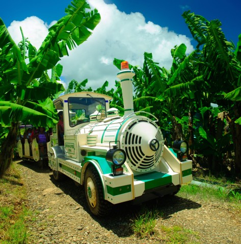 Visit Martinique  Visit a banana plantation by train in Le Diamant