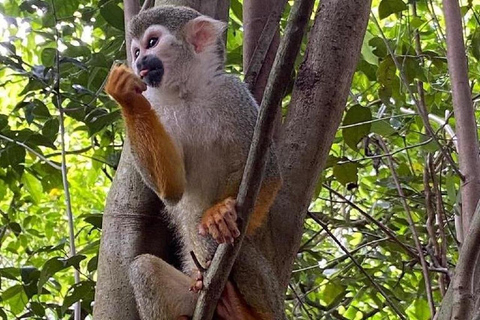 Puerto Plata: Monkeys, City Tour & Local Tastings