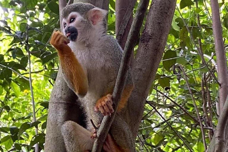 Puerto Plata: Monkeys, City Tour & Local Tastings