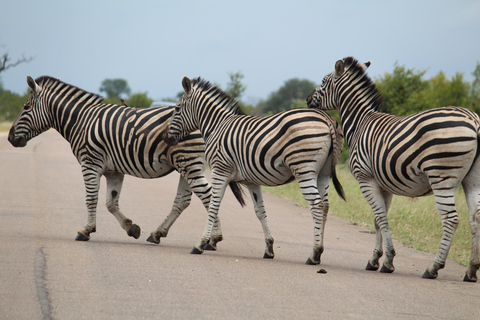 Från Johannesburg: Kruger 4 Dagars Safari