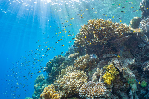 From Cairns: Moore Reef, Fitzroy Island Tour with Helicopter