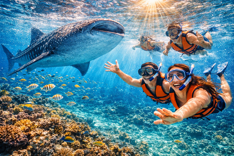 Cebu: Whale Sharks, Sumilon Sandbar & Snorkeling Tour