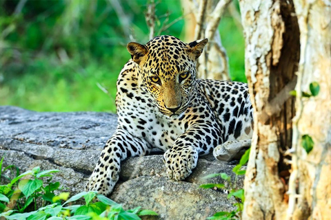 Von Negombo aus: Wilpattu-Nationalpark-Safari mit TransfersVon Negombo aus: Safari im Wilpattu-Nationalpark mit Transfers