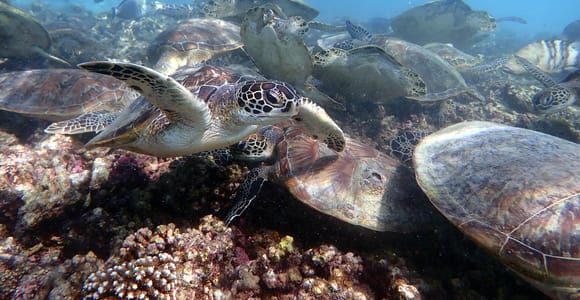 Dimaniyat Islands Scuba Diving Trip