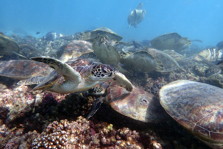 Viaje de buceo a las islas DimaniyatBuceo en las islas Dimaniyat