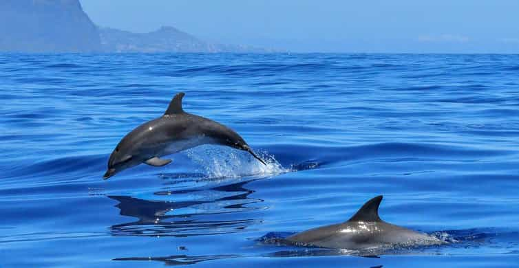 DELFINO SU BASE CON BOTTIGLIA SABBIA COLORATA