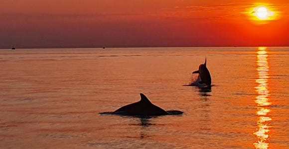 Rovinj: Delfin-Bootsfahrt bei Sonnenuntergang – Bootstour in der Kleingruppe