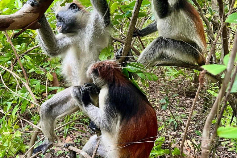 Zanzíbar: Excursión al Bosque de Jozani y a la Granja de Especias con almuerzo