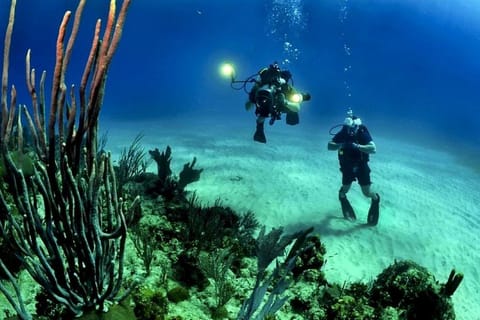 From Cancun: Fast Boat Cozumel Diving Experience