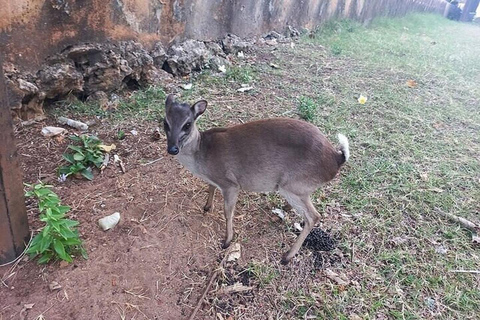 Zanzibar: Ilha Prisão e Nakupenda um passeio de barco com almoço