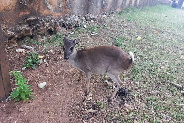 Zanzibar: Ilha Prisão e Nakupenda um passeio de barco com almoço