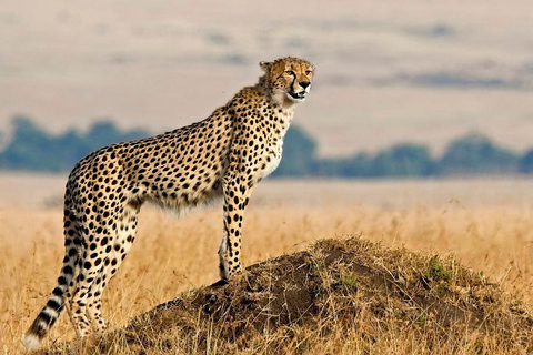 7 jours de safari en Tanzanie