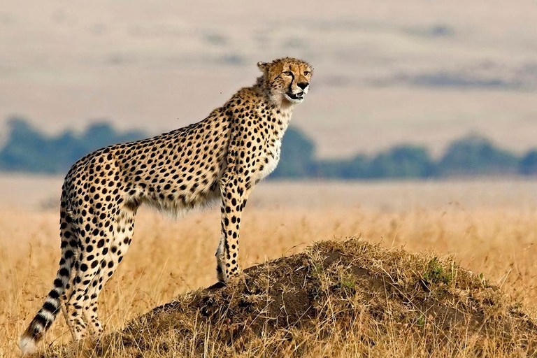 7 jours de safari en Tanzanie